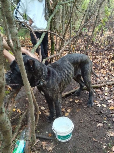 ‼️Какие-то живодёры привязали собаку в лесу недавно от Лысьвы и оставил беднягу там.

К счастью её нашли и..