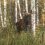 В Национальном парке «Зигальга» заметили лося 

Фото: Национальный парк..