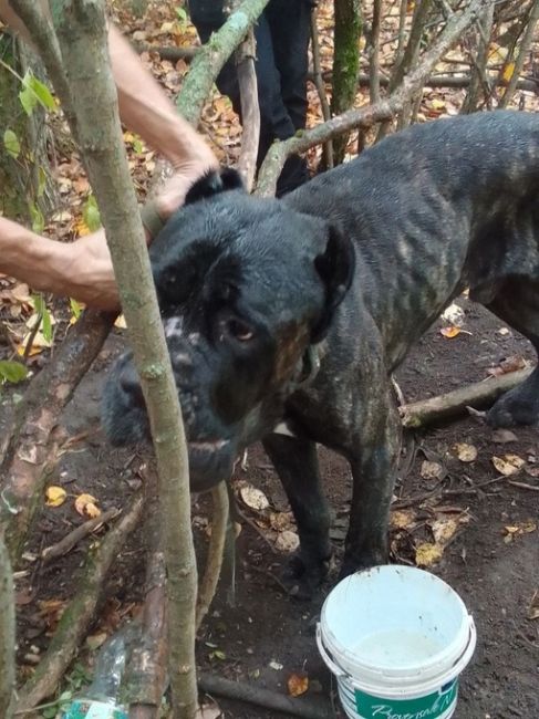 ‼️Какие-то живодёры привязали собаку в лесу недавно от Лысьвы и оставил беднягу там.

К счастью её нашли и..