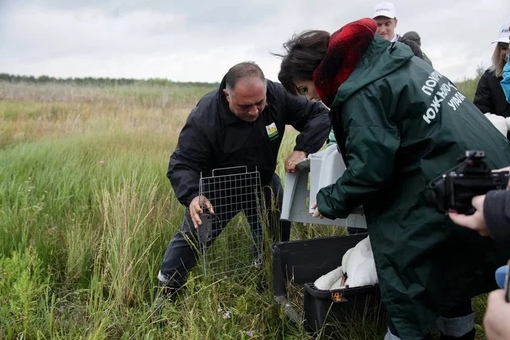 Супруга губернатора Челябинской области Алексея Текслера Ирина 4 выпустили пару краснокнижных лебедей...