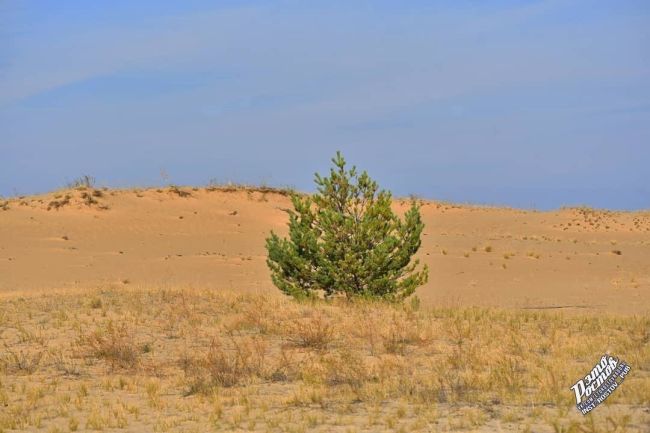 🌲 Необычное сочетание:Сосны и пески в Шолоховском районе Ростовской..