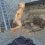 Прыг-скок 
Кедр, джутовый канат, 145 см.
Творец по дереву Александр Ивченко..