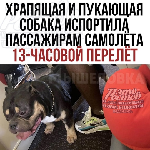 💩🐶 Храпящая и пукающая слюнявая собака испортила 13-часовой перелет пассажирам самолета и они потребовали..