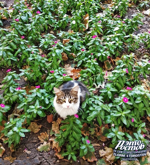 Котейка в цветах на Пушкинской 😸 
Всем..