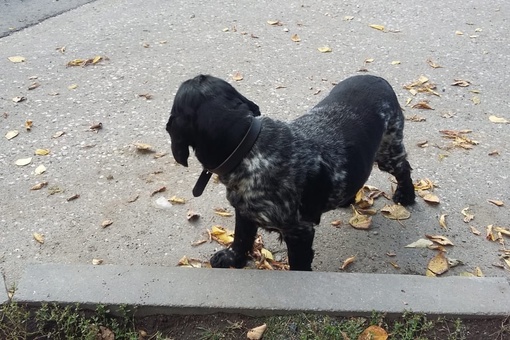 Здравствуйте, найден пес (кобель) с ошейником, бегает в октябрьском районе, на улице тополевая..