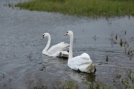 Супруга губернатора Челябинской области Алексея Текслера Ирина 4 выпустили пару краснокнижных лебедей...