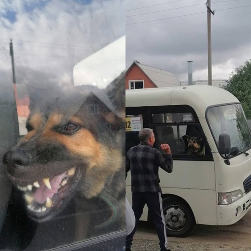 В Ростовской области собака захватила автобус. Она выгнала пассажиров и водителя, и полтора часа никого..
