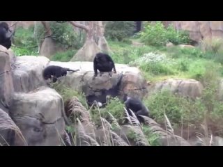 🐒 Орангутан выкинул опоссума за пределы зоопарка прямо на глазах у посетителей. Все из-за того, что наглый..