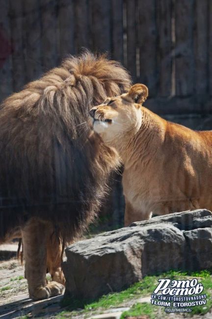 🦁 Любовная парочка: Цезарь и Олесия в ростовском..