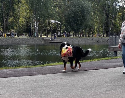 Собакен в парке Урицкого помогает нести пакет..