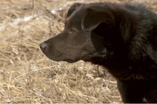 16 сентября пропала собака (в районе ЖД-вокзала, Красноярск).
Черный лабрадор, кличка: Тея, на ней серый..