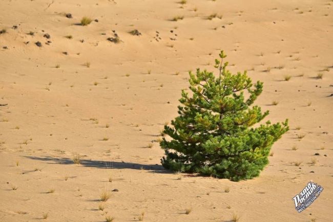 🌲 Необычное сочетание:Сосны и пески в Шолоховском районе Ростовской..