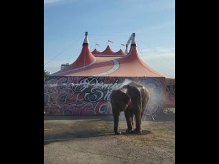 В Краснодаре сегодня купали слонов. 
 
Слоны приехали к нам на гастроли. И сегодня для них были организованы..