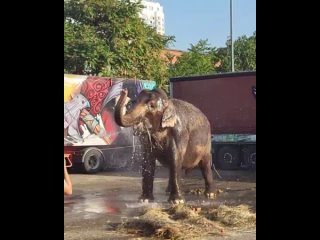 В Краснодаре сегодня купали слонов. 
 
Слоны приехали к нам на гастроли. И сегодня для них были организованы..