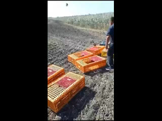 Все хотят хороших новостей, вот они: в Приморско-Ахтарском районе на волю выпустили 500 фазанов

Птицы будут..