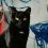 Здравствуйте, потерялась чёрная кошка, вес более 5 кг
На шее белое пятно, имя рейчел.
В 5 микраройона..
