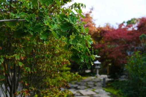 Дыхание осени в Японском саду ⛩️🌳🍁

Фото..