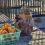 Омичей просят привозить в Большереченский зоопарк тыквы, кабачки и яблоки

В Большереченском зоопарке..