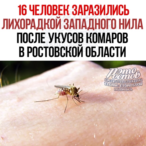 😱⚡ 16 человек заразились лихорадкой Западного Нила после укусов комаров в Ростовской области.
 
📌 Пo дaнным..