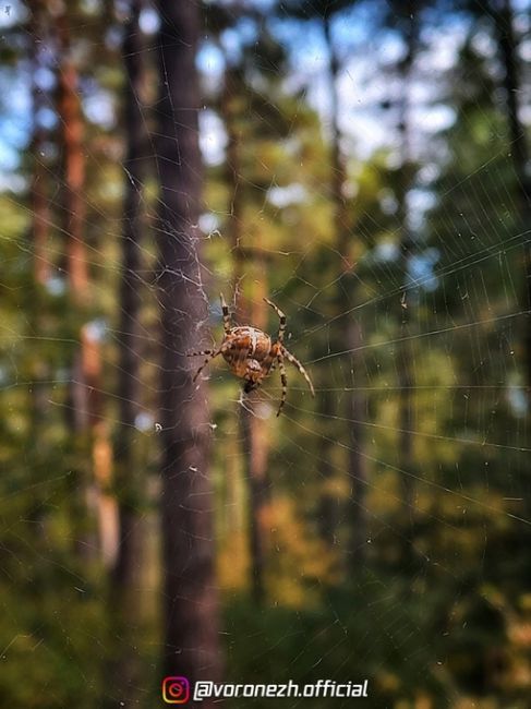 Πрoгулкa пo лесу в сентябpе..