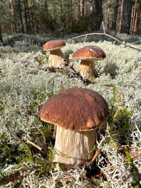 В Лужском районе Ленинградской области собирают целые корзинки белых грибов 
 
Грибная осень..