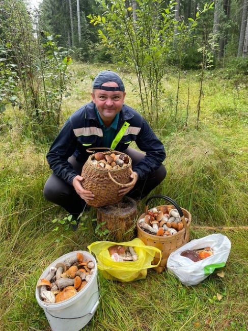 В Лужском районе Ленинградской области собирают целые корзинки белых грибов 
 
Грибная осень..