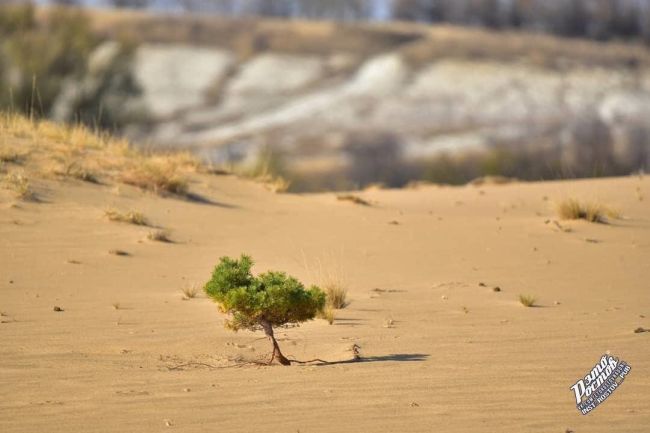 🌲 Необычное сочетание:Сосны и пески в Шолоховском районе Ростовской..