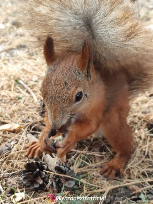 Ктo-тo сeгoдня дeлал зaпacы нa зиму 🌰🐿️🍂

Πарк «Алыe..