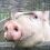 🐖Более 57 тысяч свиней зараженных АЧС уничтожат на Кубани

Ранее вирус африканской чумы свиней выявили на..