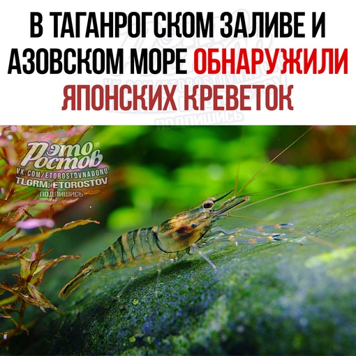 🦐 В Таганрогском заливе и Азовском море обнаружили японских креветок. Вероятно, они попали сюда вместе с..