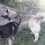 От подписчиков

На Мотовилихинском пруду бегает щенок кавказской овчарки,  кобель, бежевого цвета. Видно, что..