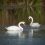 😊 Прекрасные лебеди на Артемовских лугах.

Хочется плавать со своим любимым/ой, а не вот это все.
..