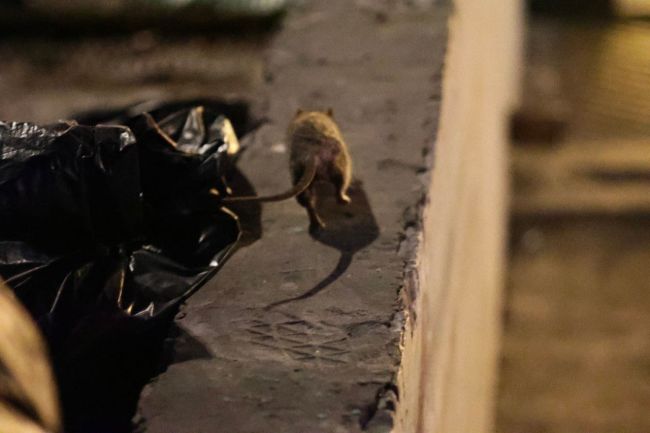 ❗ Крысиный беспредел у станции «Выхино» 
 
Животных, по словам очевидцев, привлекли чёрные мешки с мусором. В..