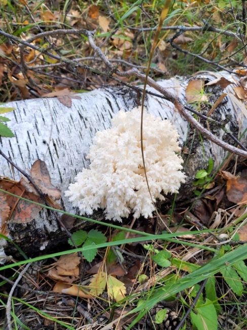 🗣️ Жители области делятся в сети фотографиями необычного гриба, который они замечают в наших лесах.

Это —..