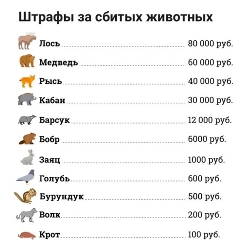 🚨🐗 Момент, как кабана сбивает легковушка (не автобус) на Театральном проспекте. Но остросюжетный триллер..