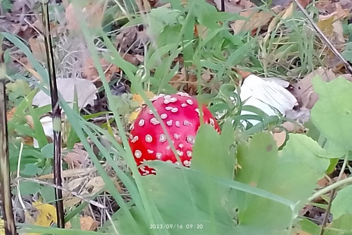 Настоящий грибной рай в Кунгурском..