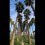 Сочи или Калифорния?😄🌴

🌴 Прекрасная пальмовая аллея находится в Сириусе, возле ж/д вокзала Имеретинский..