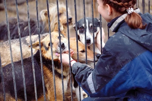 Мэрия сообщает, что к лету 2024 года в Краснодаре построят приют для бездомных животных

🐕С компанией ООО..