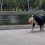 Собакен в парке Урицкого помогает нести пакет..
