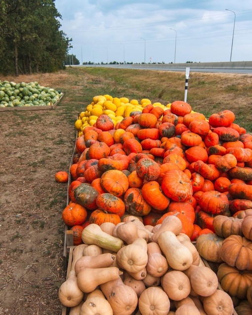 В Тамани сейчас всюду продают арбузы, дыни, тыкву и виноград. Как проехать мимо такой красоты?

Автор..