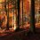 Из-за высокого риска лесных пожаров оранжевый уровень погодной опасности сохранится в Самарской области до..
