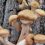 «Ходил по грибы, сел за грибы»: самарским любителям тихой охоты грозит тюрьма 

Публикуем список «запрещёнки»..
