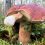 Петербурженка нашла монструозный гриб-каннибал, который, предположительно, поглотил своего собрата.

Фото:..