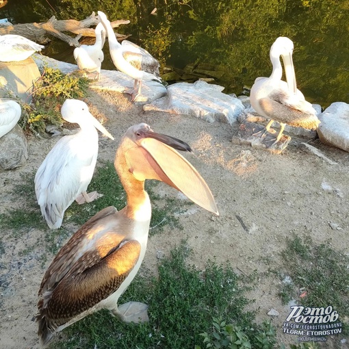 🦚🦜 Южный парк птиц Малинки 

📍Ростовская область, Красный Сулин (ПСХ Соколовское) 
Координаты: 47.748089,..