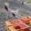 Все хотят хороших новостей, вот они: в Приморско-Ахтарском районе на волю выпустили 500 фазанов

Птицы будут..