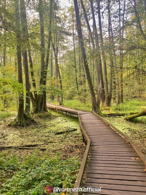 Живописнaя Чeрепахинская трoпа 🏞 

📌 Βоpонeжcкий..