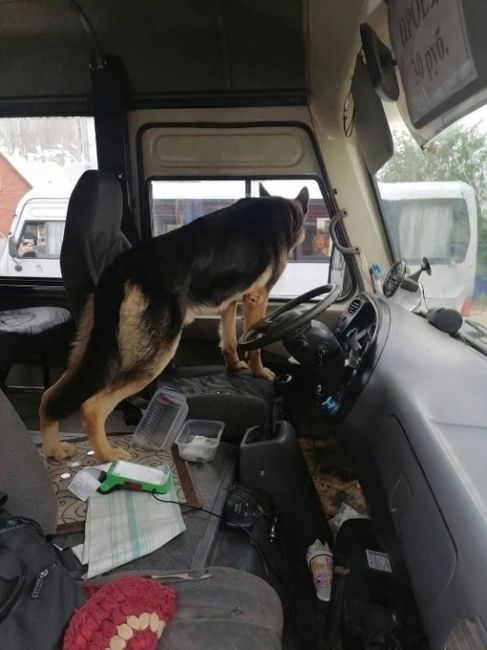 Еще фотографии первого в мире пса-захватчика из Ростова..