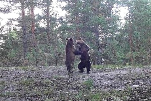 🗣️ Игры медвежат попали в фотоловушку в Керженском заповеднике. Какие..