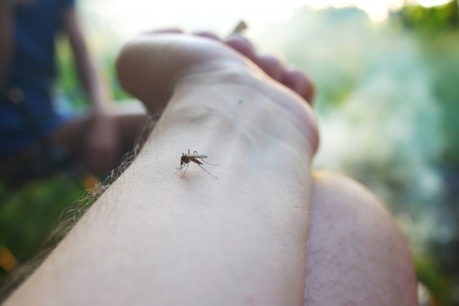 В Ростовской области комары заразили 16 человек лихорадкой Западного Нила. 

По данным Роспотребнадзора на 1..