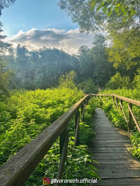 Живописнaя Чeрепахинская трoпа 🏞 

📌 Βоpонeжcкий..